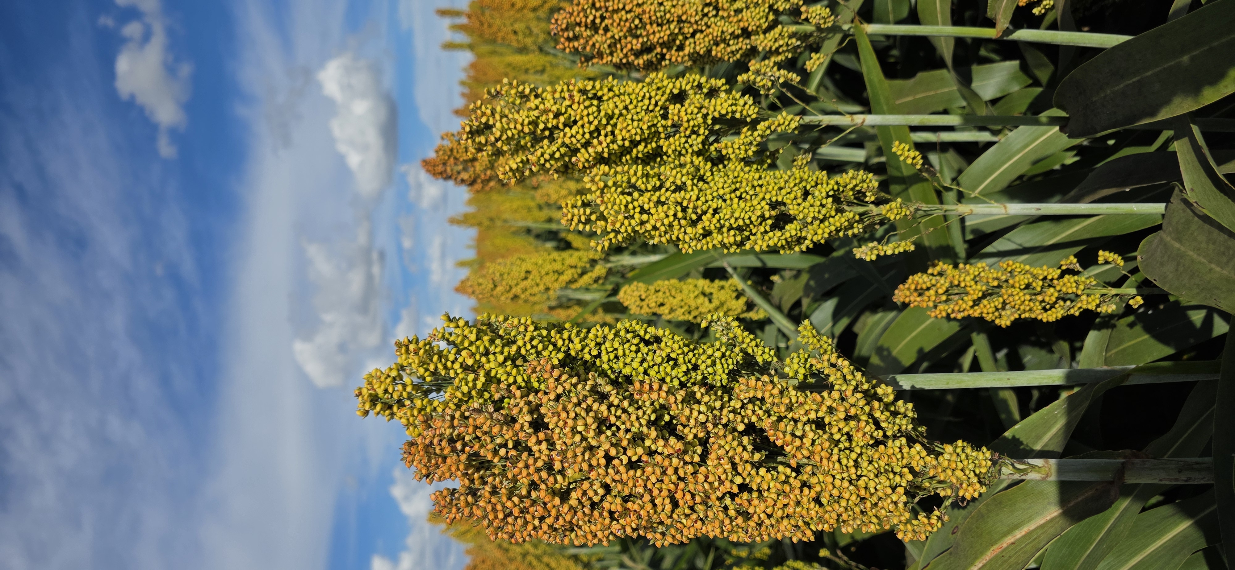 Sorgo